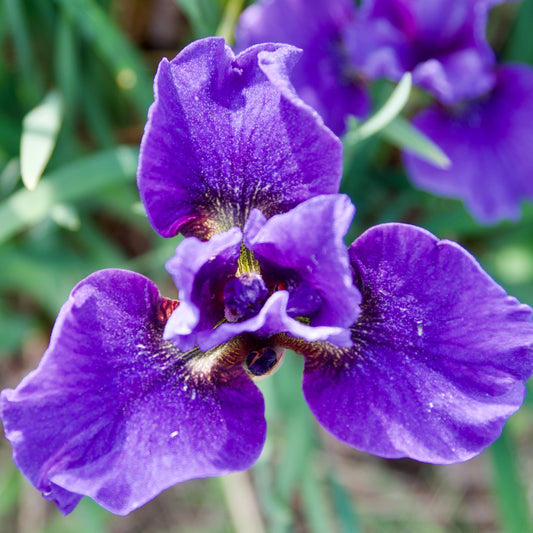 Iris sibirica  'Tranquility Base'