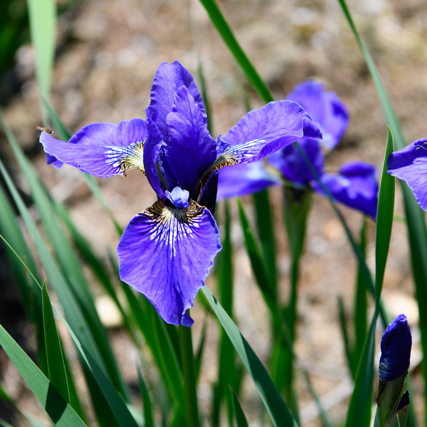 Iris sibirica 'Baby Sister'