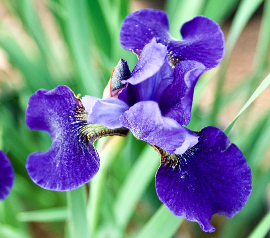 Iris sibirica 'Blue Pennant'