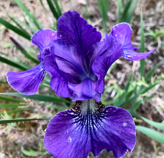 Iris sibirica  'Dear Diane'