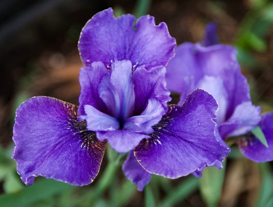 Iris sibirica 'Dreaming Brown'