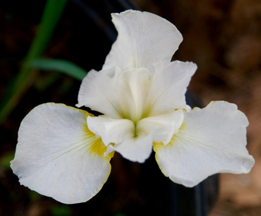 Iris sibirica 'Dreaming Orange'