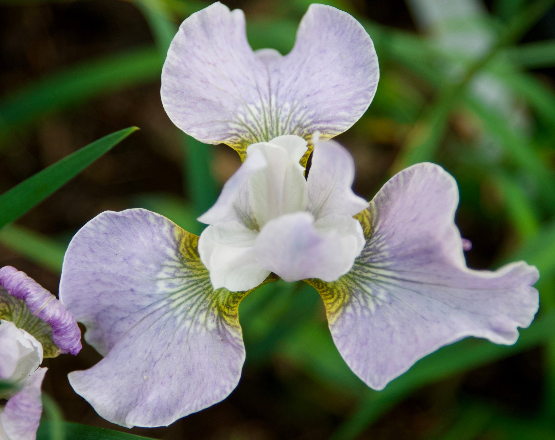 lavender iris flower Iris sibirica 'Fourfold Lavender'