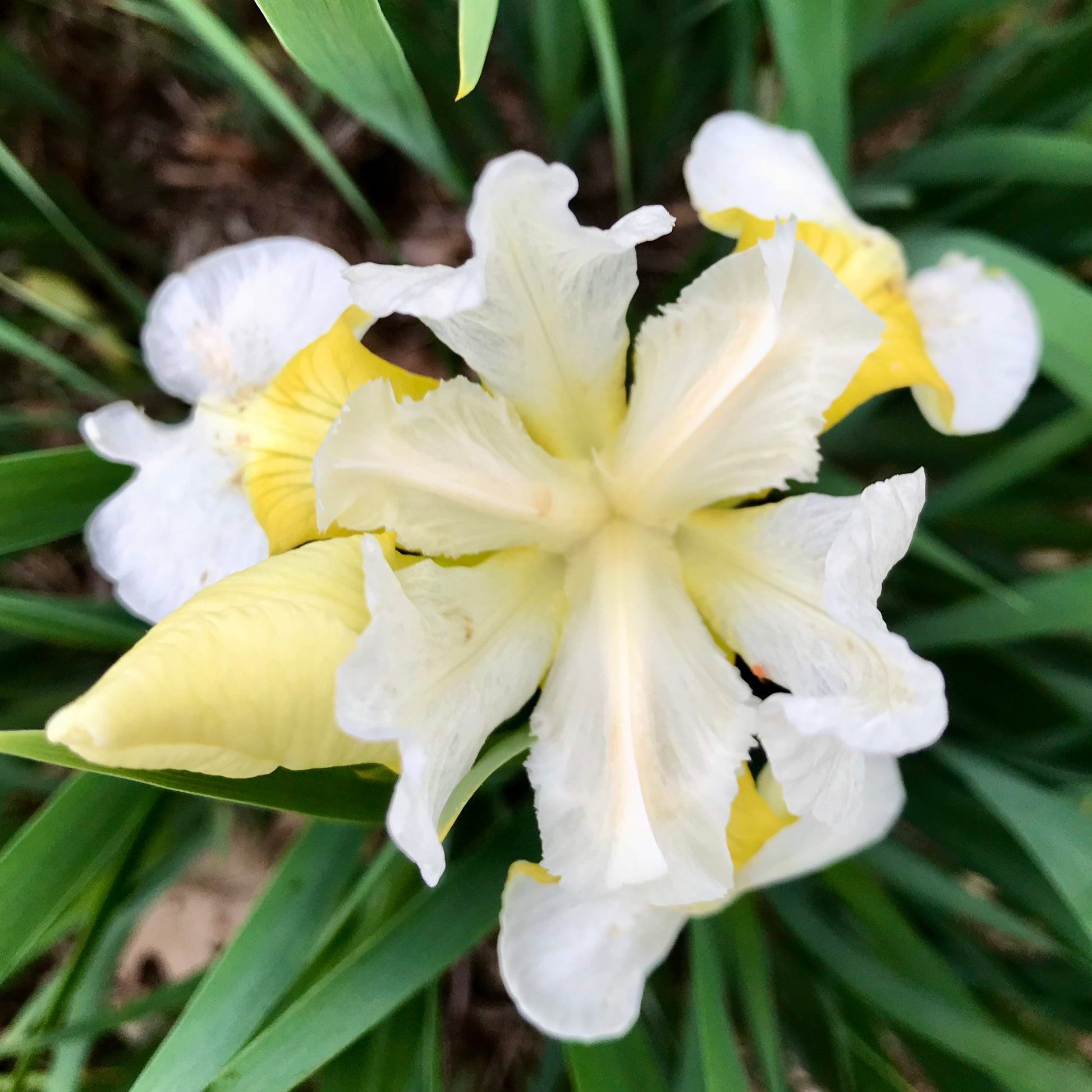 Iris sibirica  'Fourfold White'