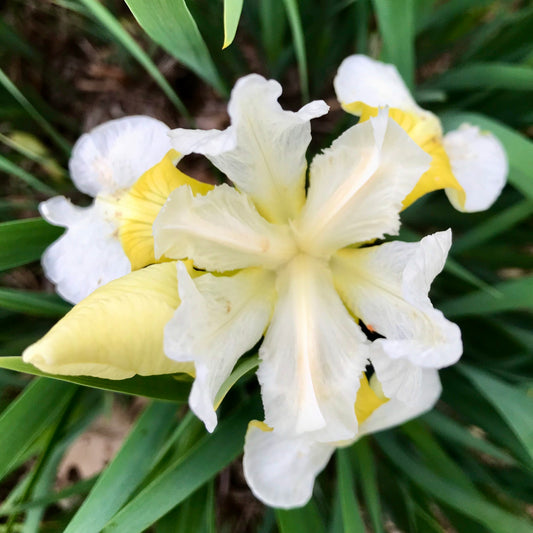 Iris sibirica  'Fourfold White'