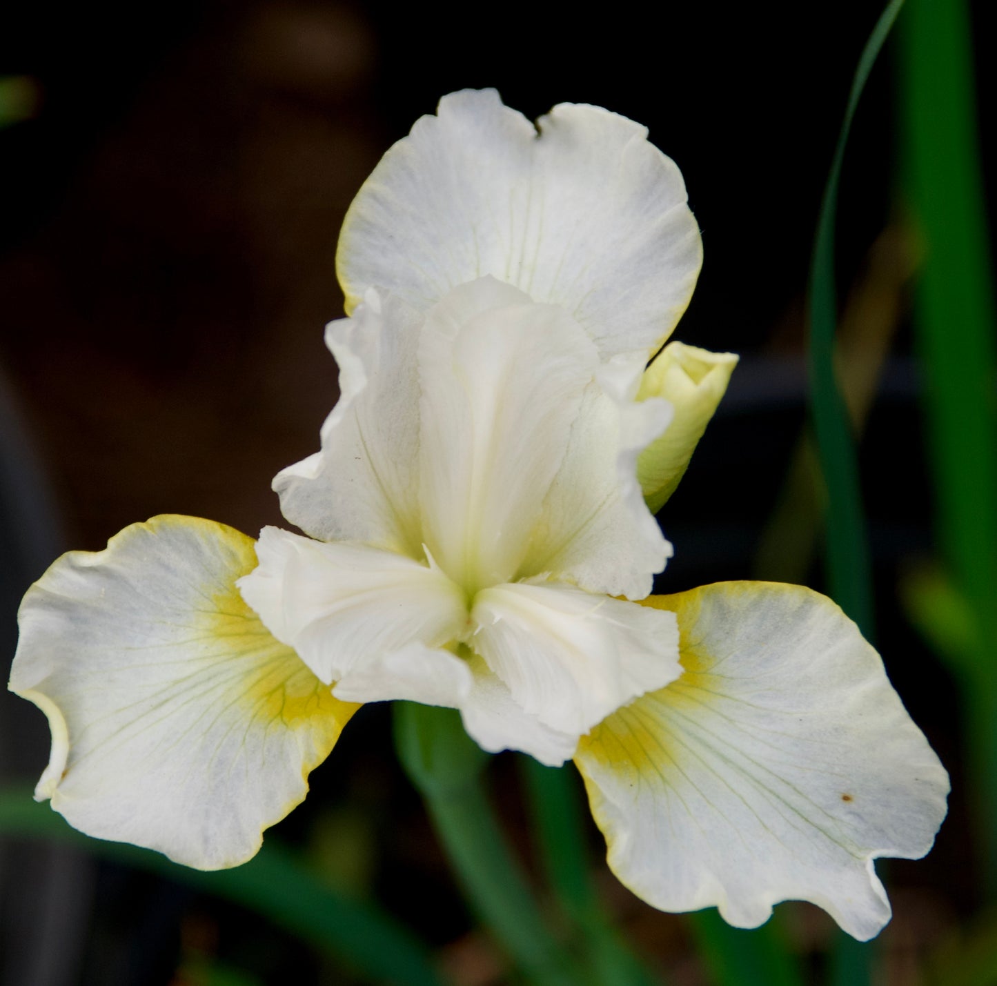 Iris sibirica  'Golden Crimping'