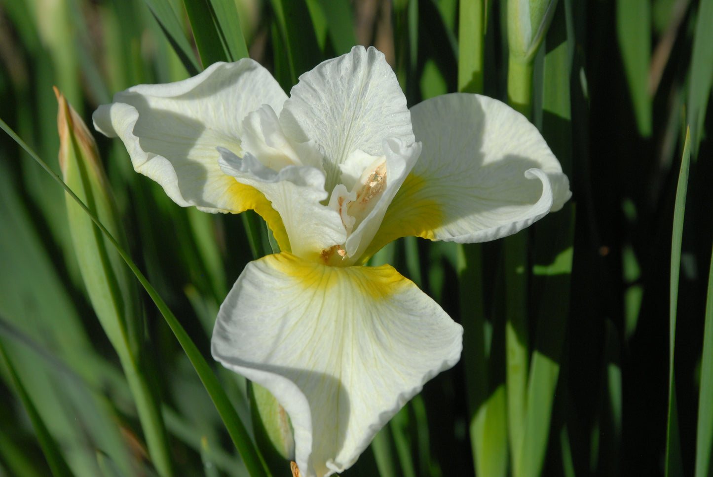 Iris sibirica 'Harpswell Happiness'