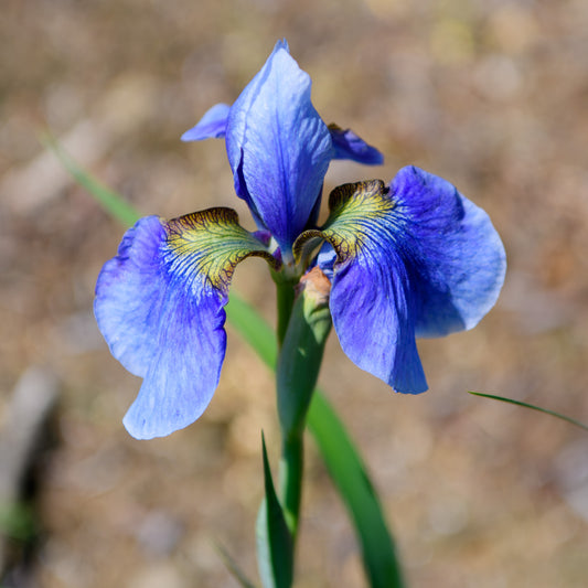 Iris sibirica 'Harpswell Haze'