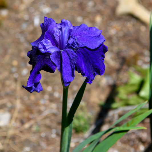 Iris sibirica 'Harpswell Princess Karen'