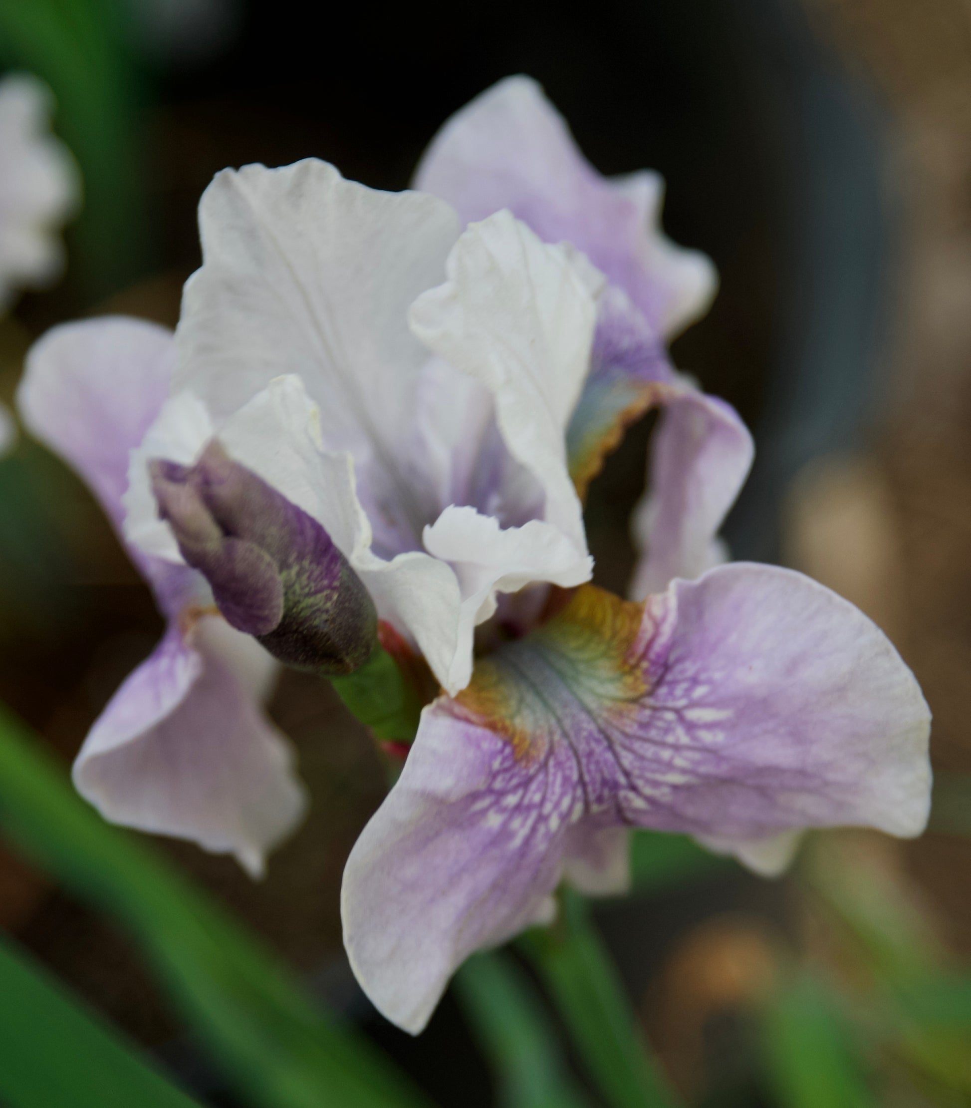 Iris sibirica  'Lady Lilac'