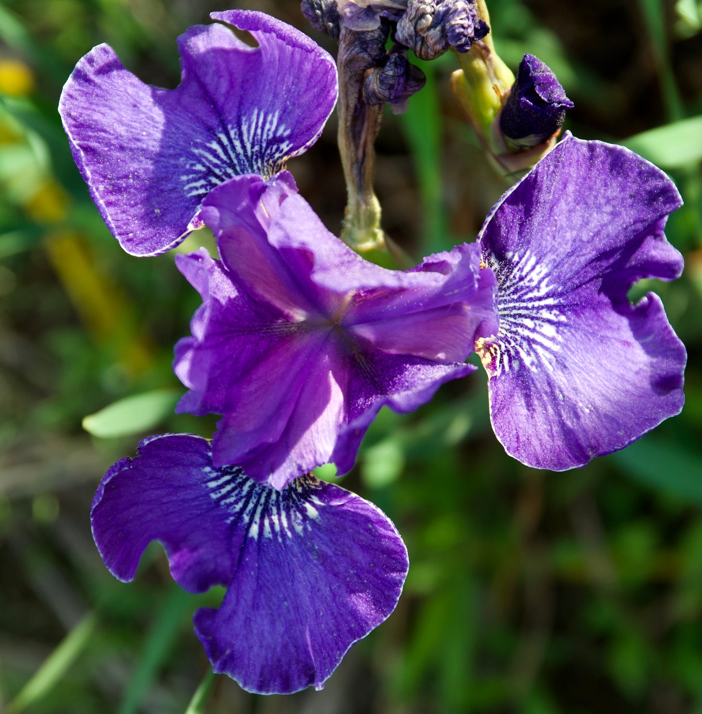 Iris sibirica  'Lady of Quality'