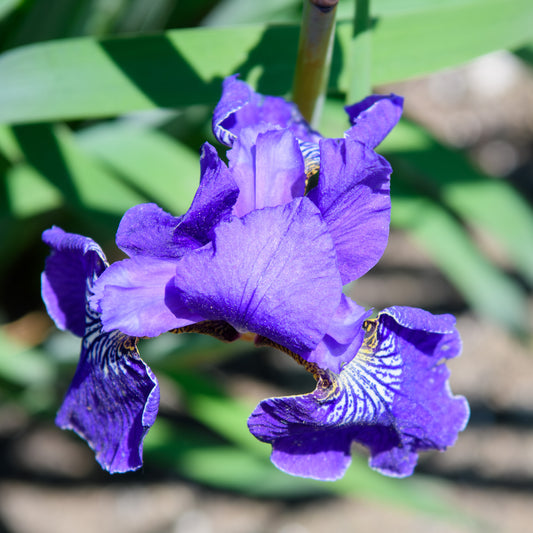 Iris sibirica 'Lady of Quality'