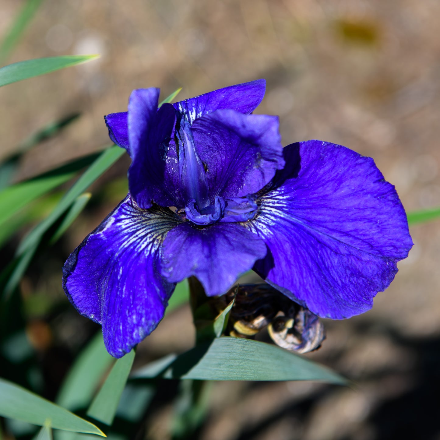 Iris sibirica 'Marilyn Holmes'