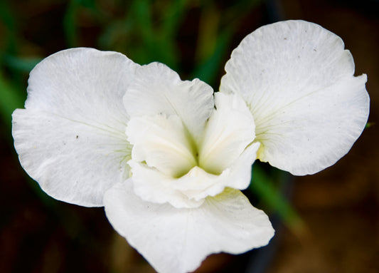 Iris sibirica 'Marshmallow Frosting'