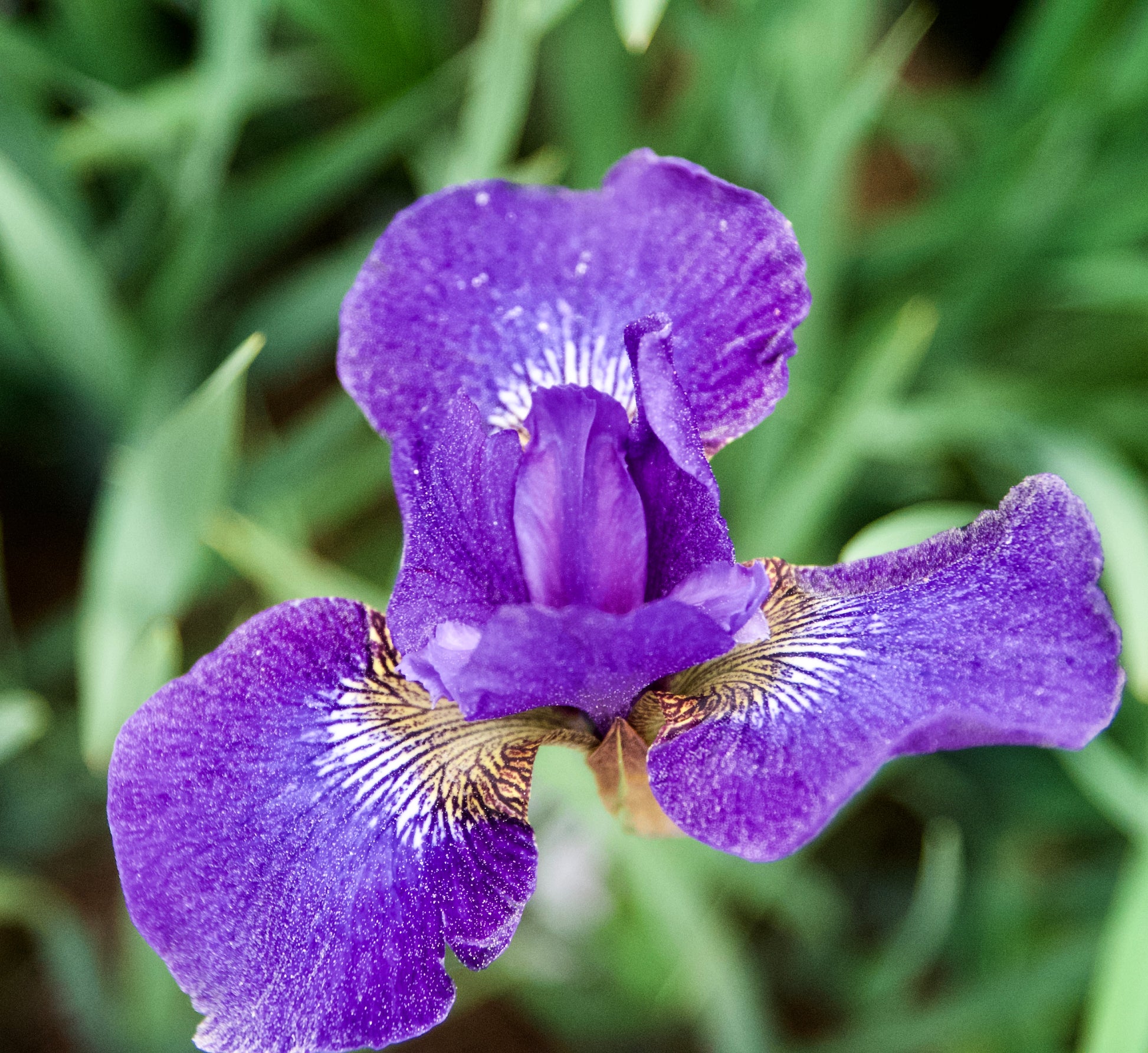 Iris sibirica 'Ruffles Plus'