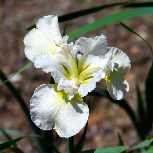 Iris sibirica 'Shirley's Choice'