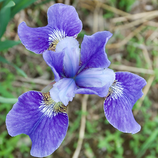 Iris sibirica 'Teal Velvet'