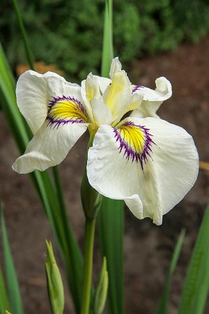 Iris pseudata 'Cat's Eye'