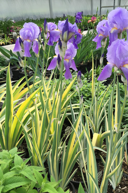 Iris pallida 'Aurea Variegata'