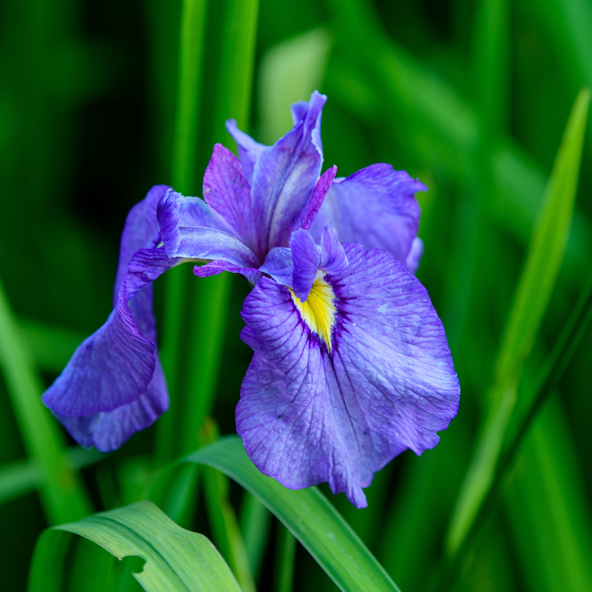 Iris  pseudata   'Shiryukyo'