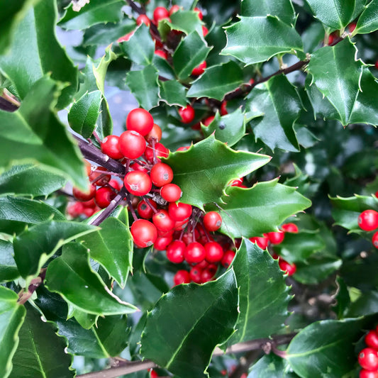 Close-up of red berries and green leaves on a holly bush