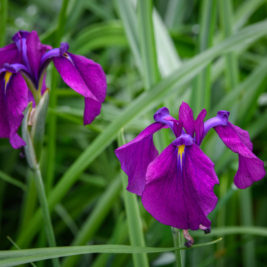 Violet-purple irises with vertically variegated minty-green and cream foliage.