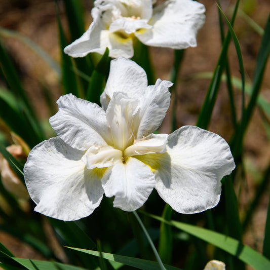 Close-up of a white flower with green leaves in the background