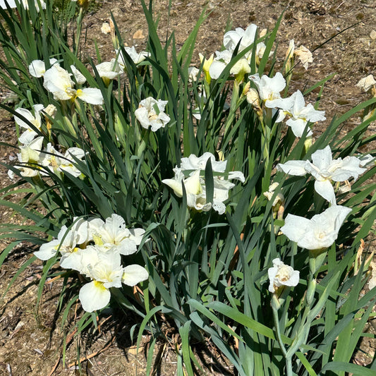 White flowers with green leaves on a natural background