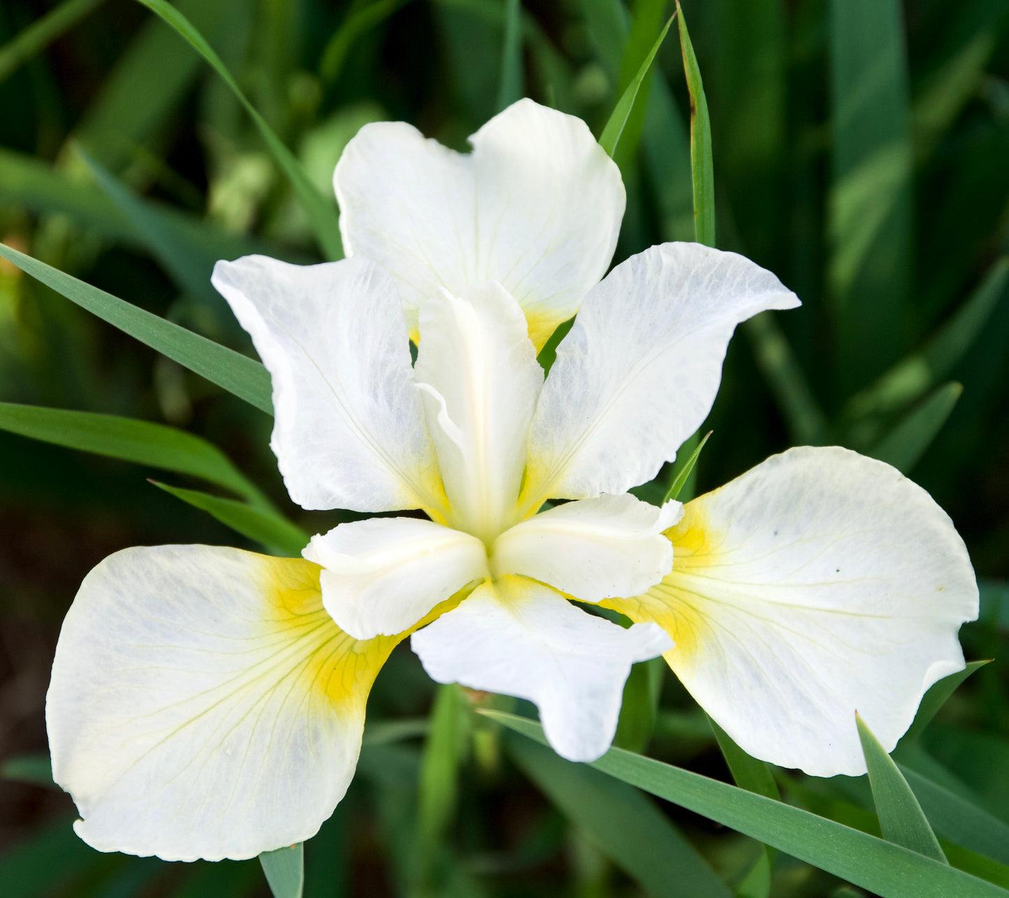 White iris flower with yellow against a green foliage background.