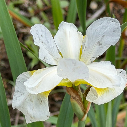 White iris flower with green leaves in the background