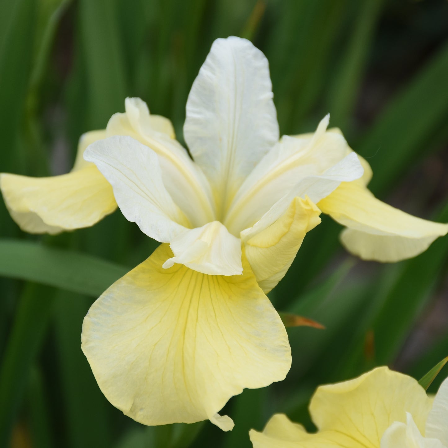 Iris sibirica 'Butter and Sugar'