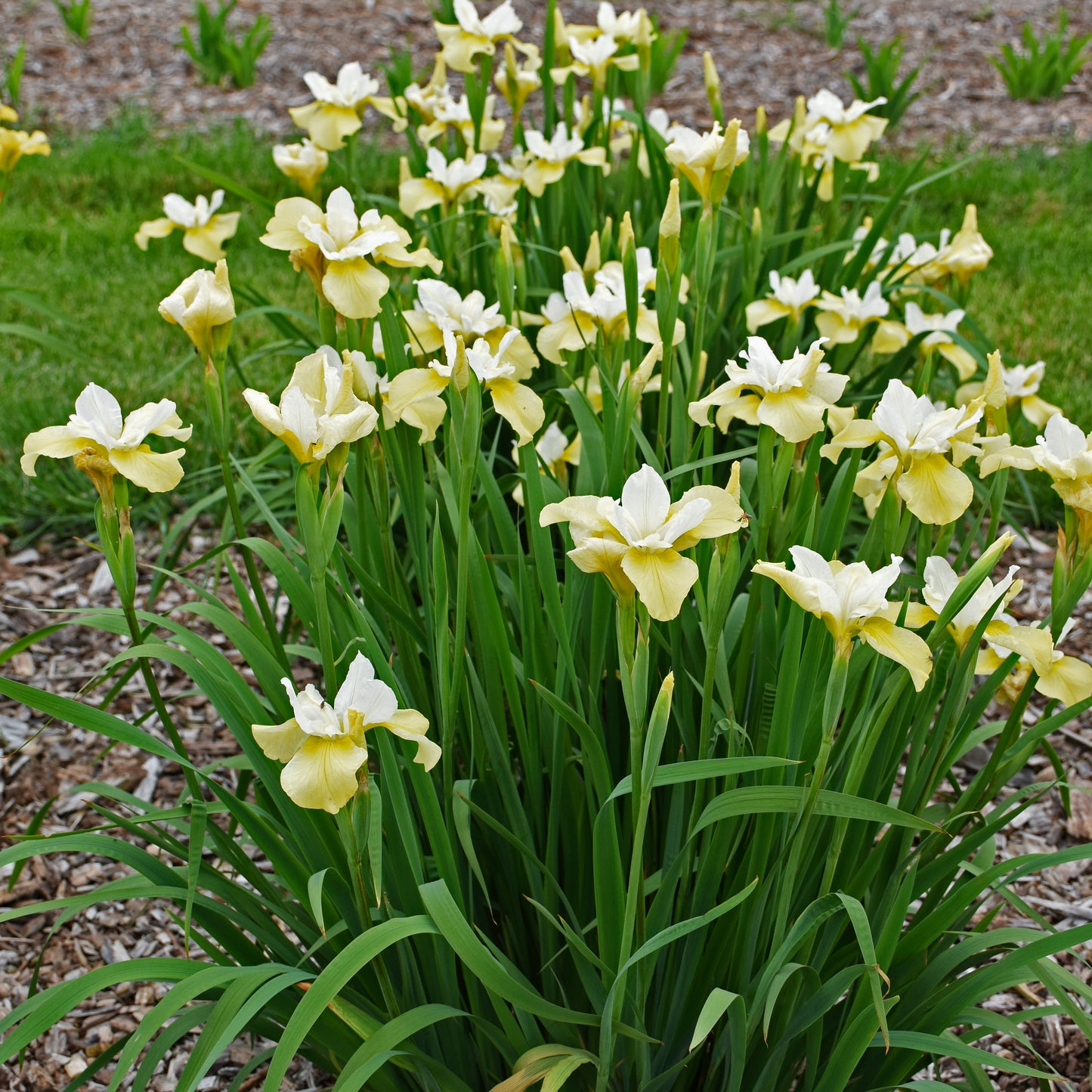 Iris sibirica 'Butter and Sugar'