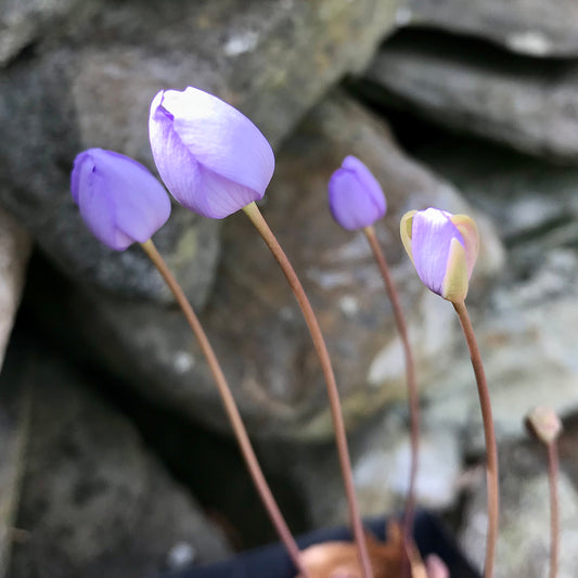 Jeffersonia dubia