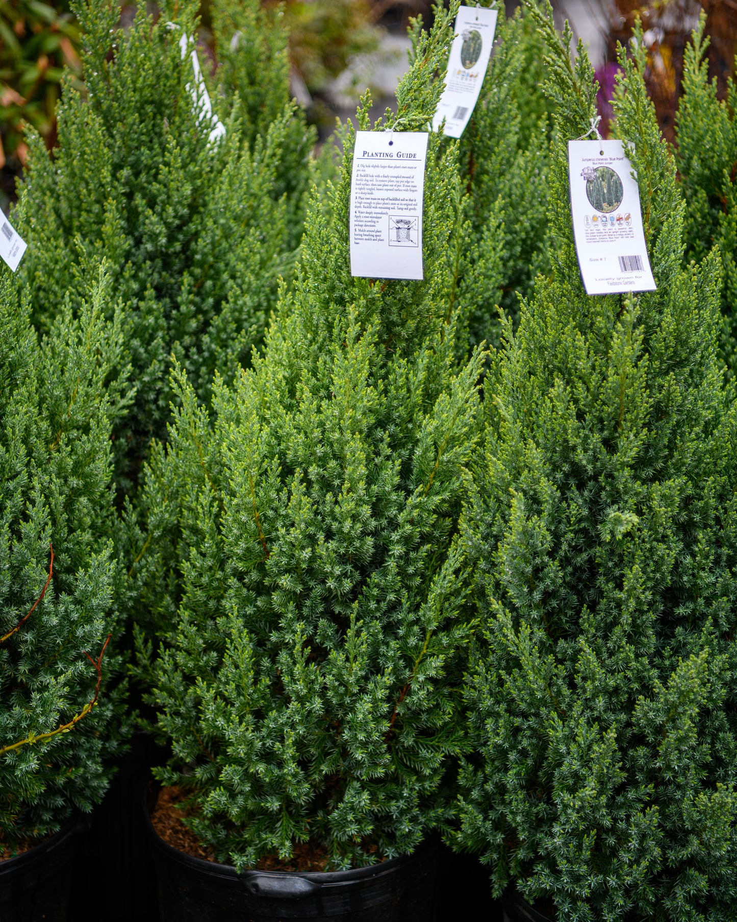 Juniperus chinensis 'Blue Point'