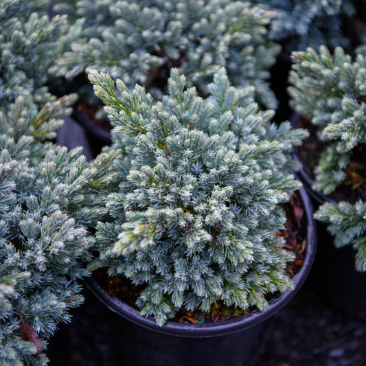 Juniperus squamata 'Blue Star'