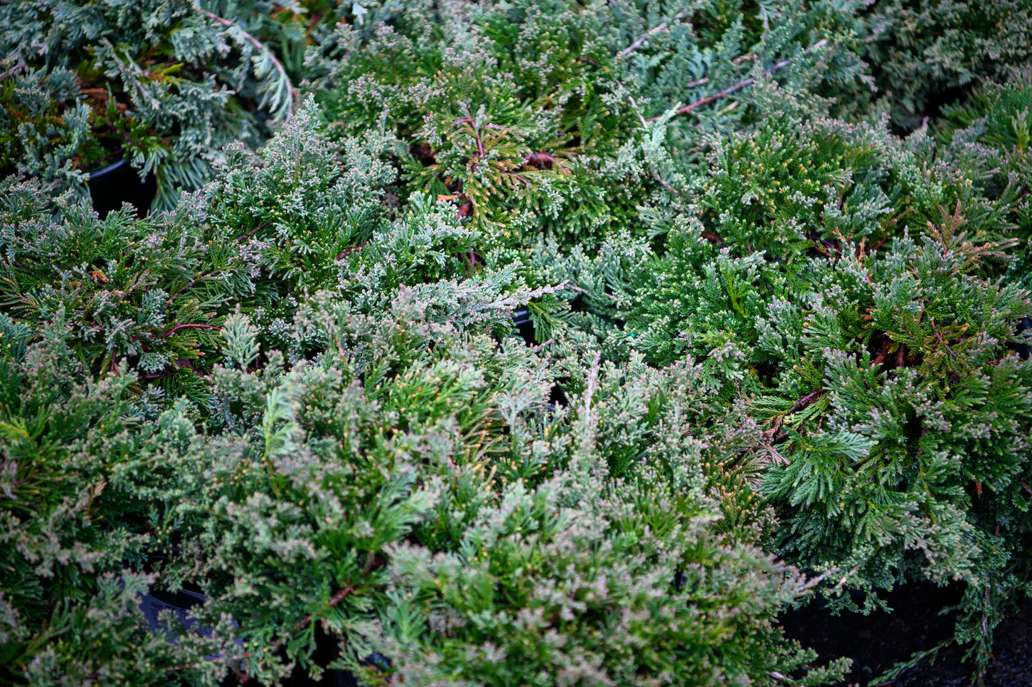 Juniperus horizontalis Wiltonii (Blue Rug Juniper)