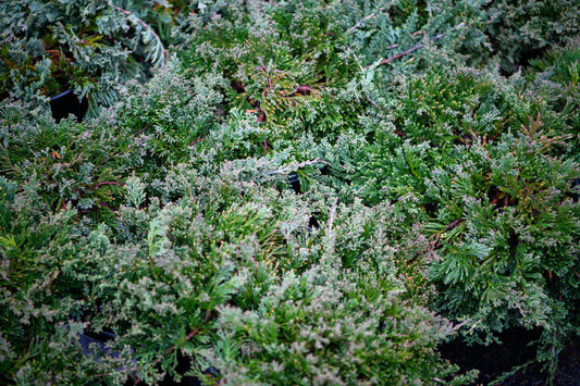 Juniperus horizontalis Wiltonii (Blue Rug Juniper)