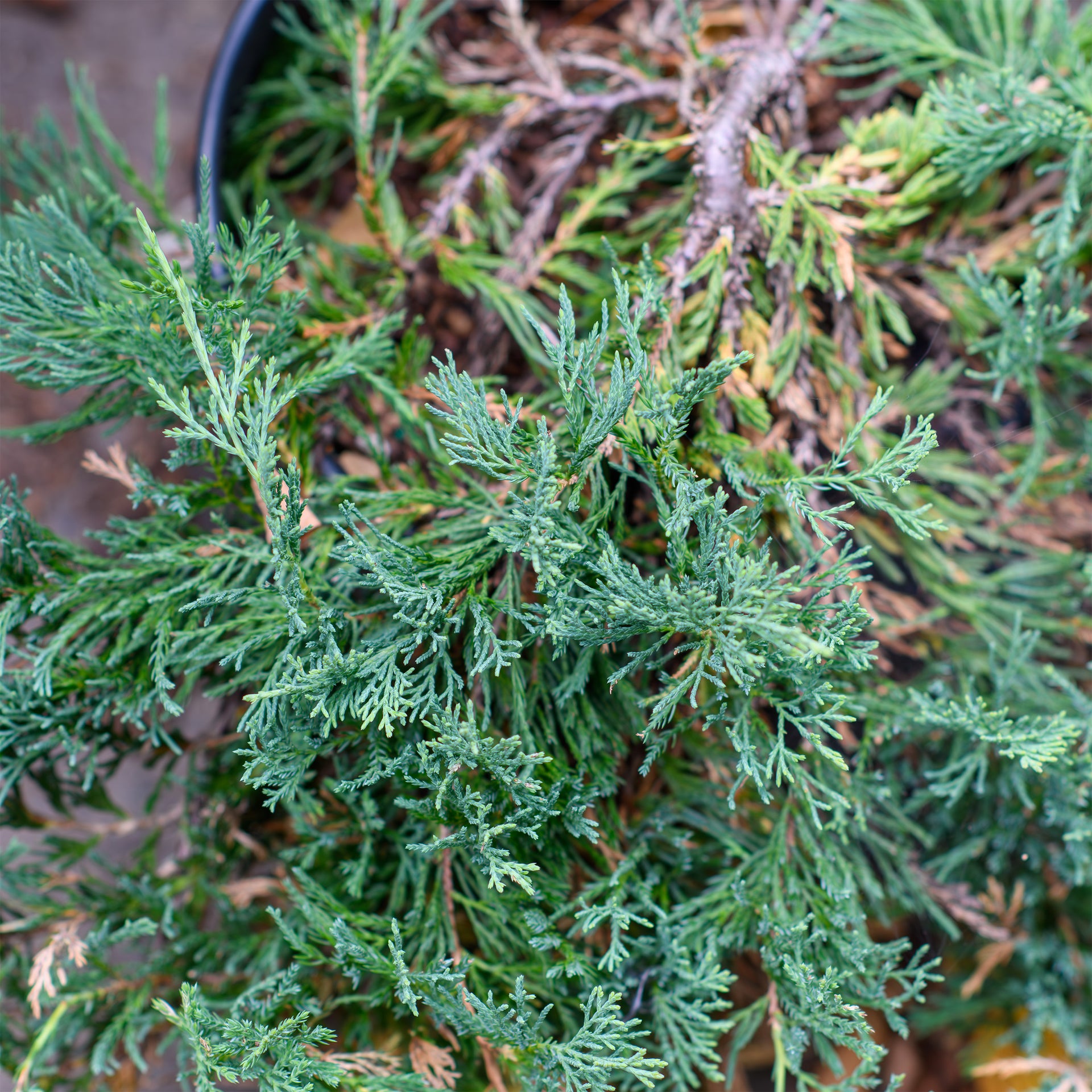 juniper succulent Juniperus horizontalis 'Bar Harbor' (Creeping juniper)