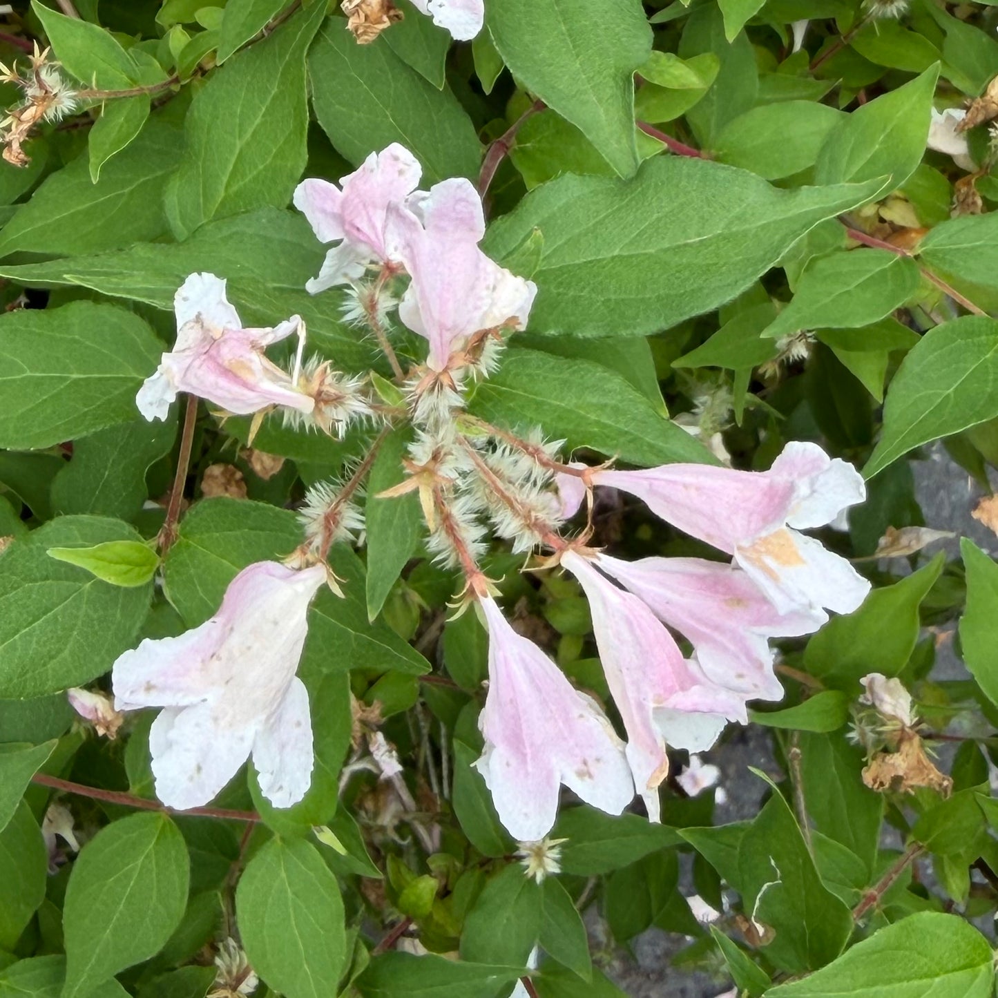 Pink and white flowers with green leaves on a natural background