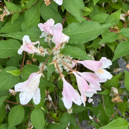 Pink and white flowers with green leaves on a natural background