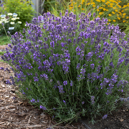 Lavandula angustifolia 'Hidcote Blue'