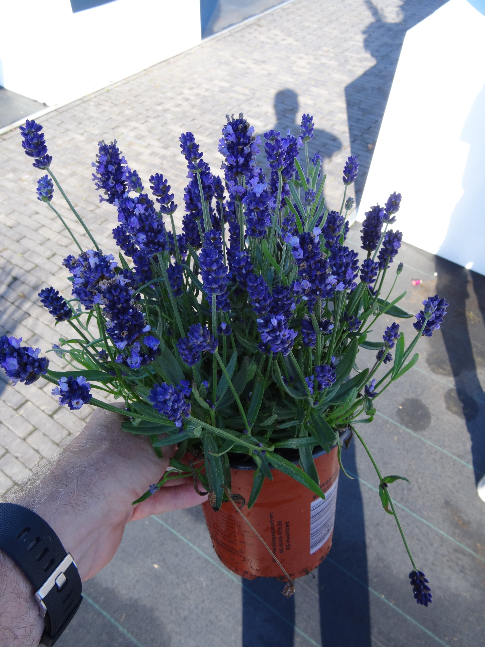 super blue lavender plants Lavandula angustifolia 'SuperBlue' (Lavender)