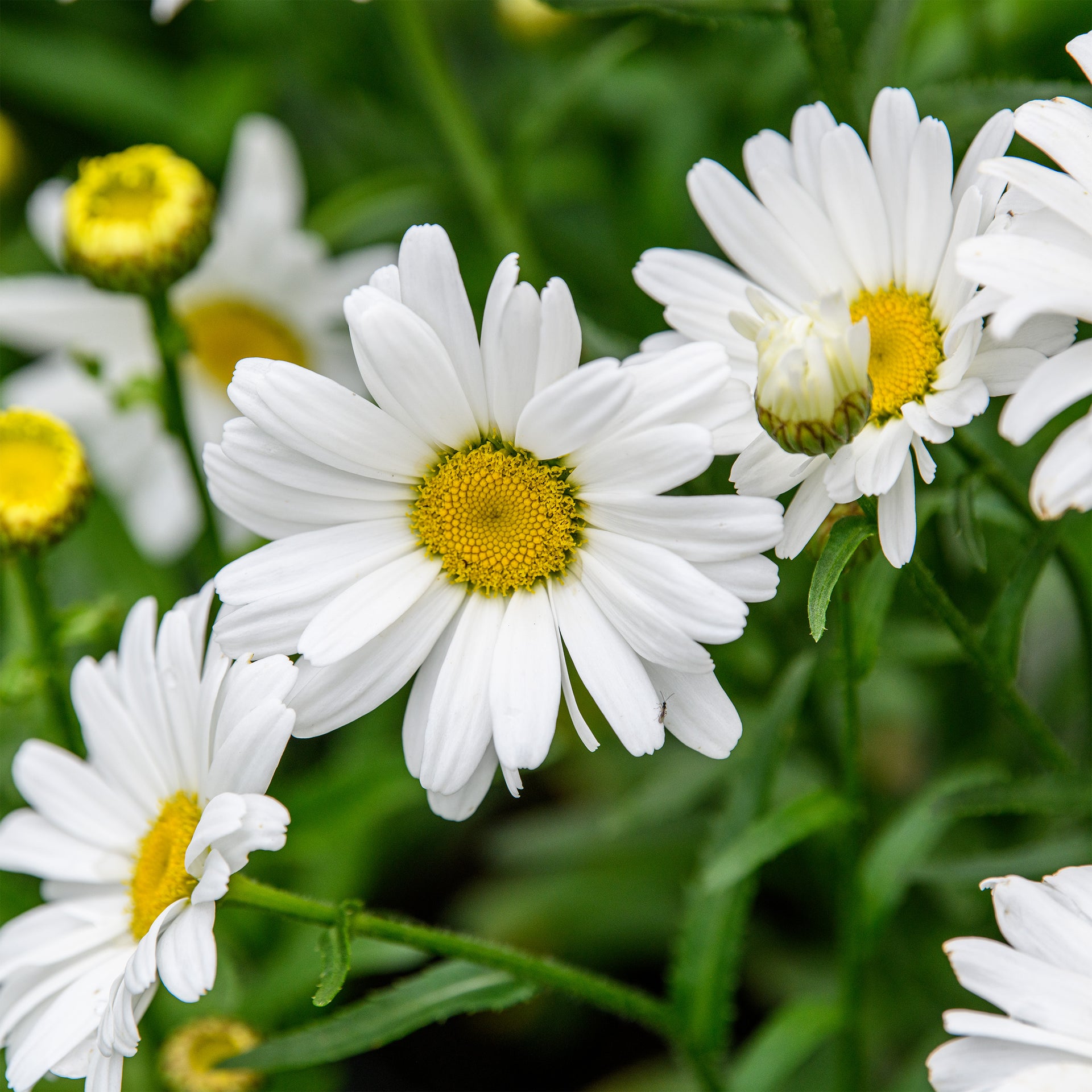 Leucanthemum x superbum 'Daisy May' (Shasta Daisy)