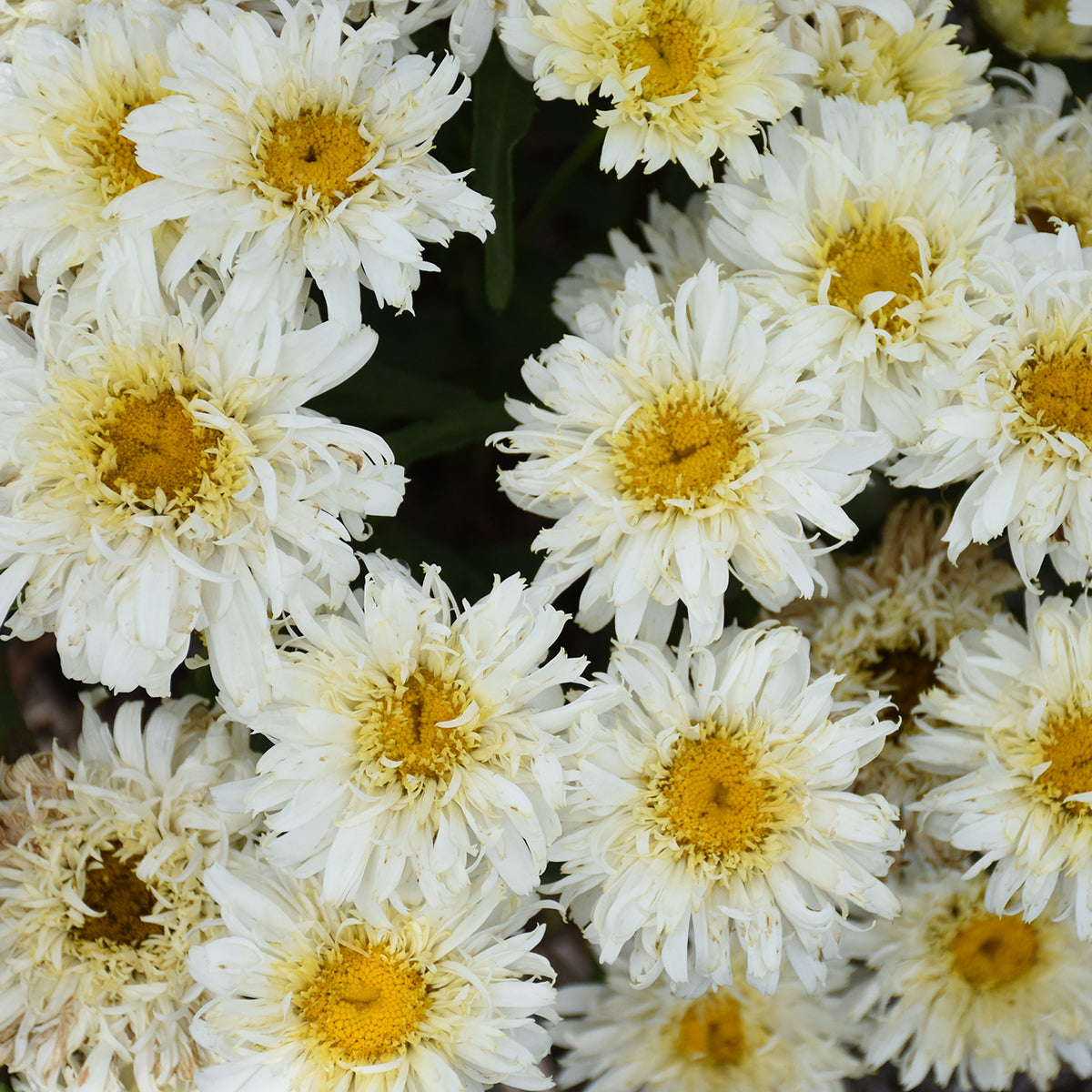 Leucanthemum superbum  'Ice Cream Dream'