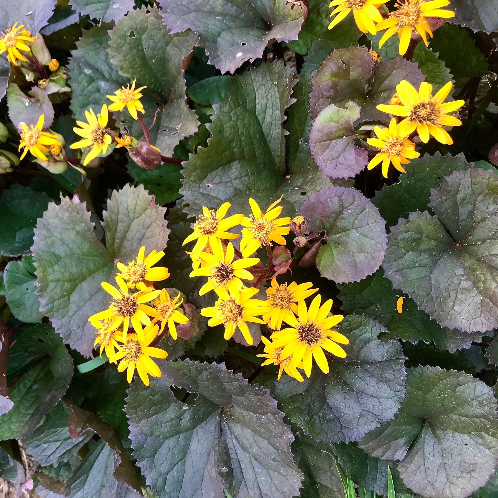 Ligularia dentata 'Britt-Marie Crawford'