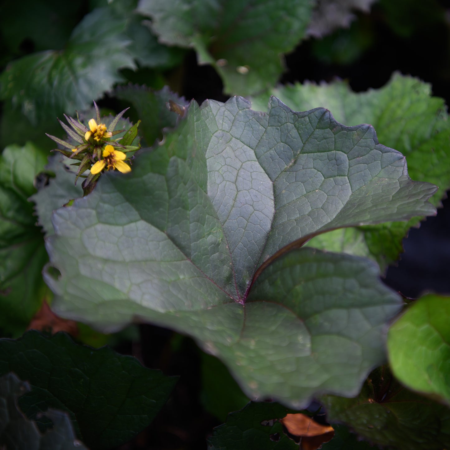 Ligularia dentata 'Desdemona'