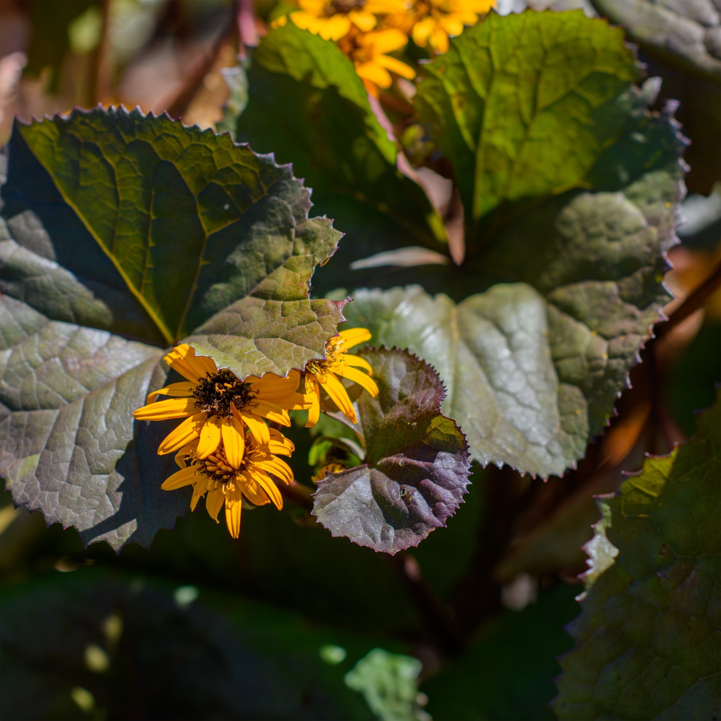 Ligularia dentata 'Desdemona'