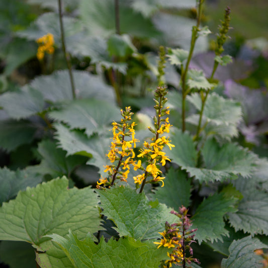 Ligularia stenocephala 'The Rocket'