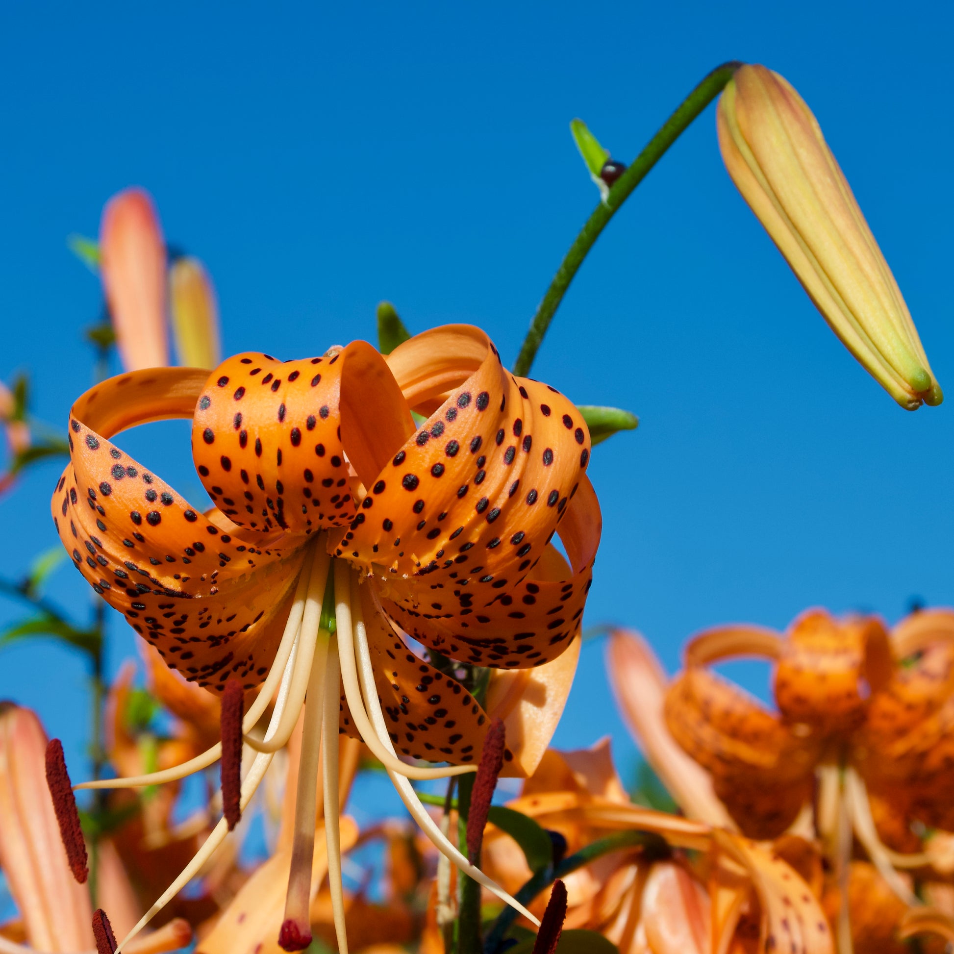 150 tiger lily dr Lilium tigrinum 'Orange Tiger'