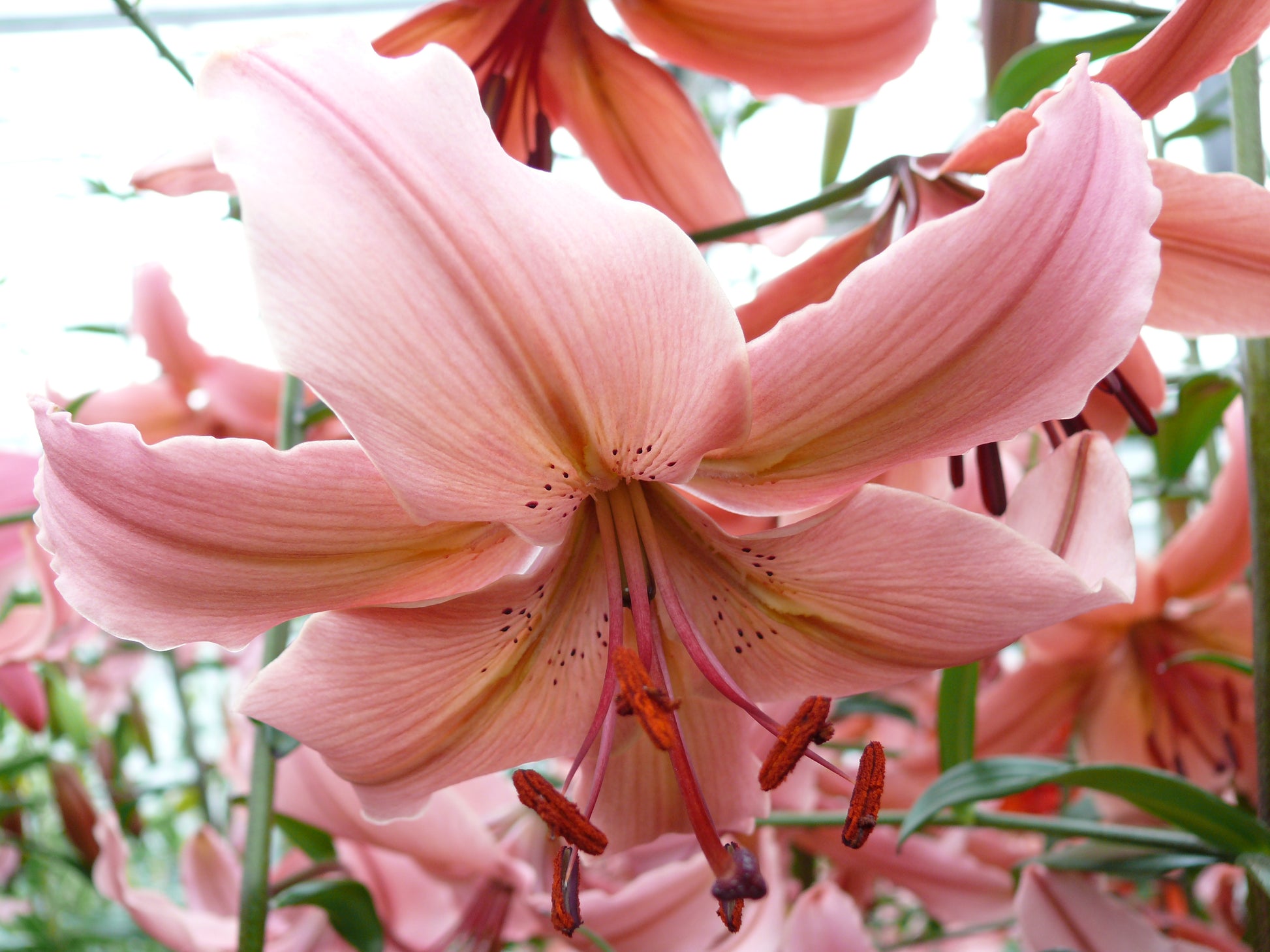 puma tiger lily Lilium tigrinum 'Pink Tiger' – Fieldstone Gardens Inc